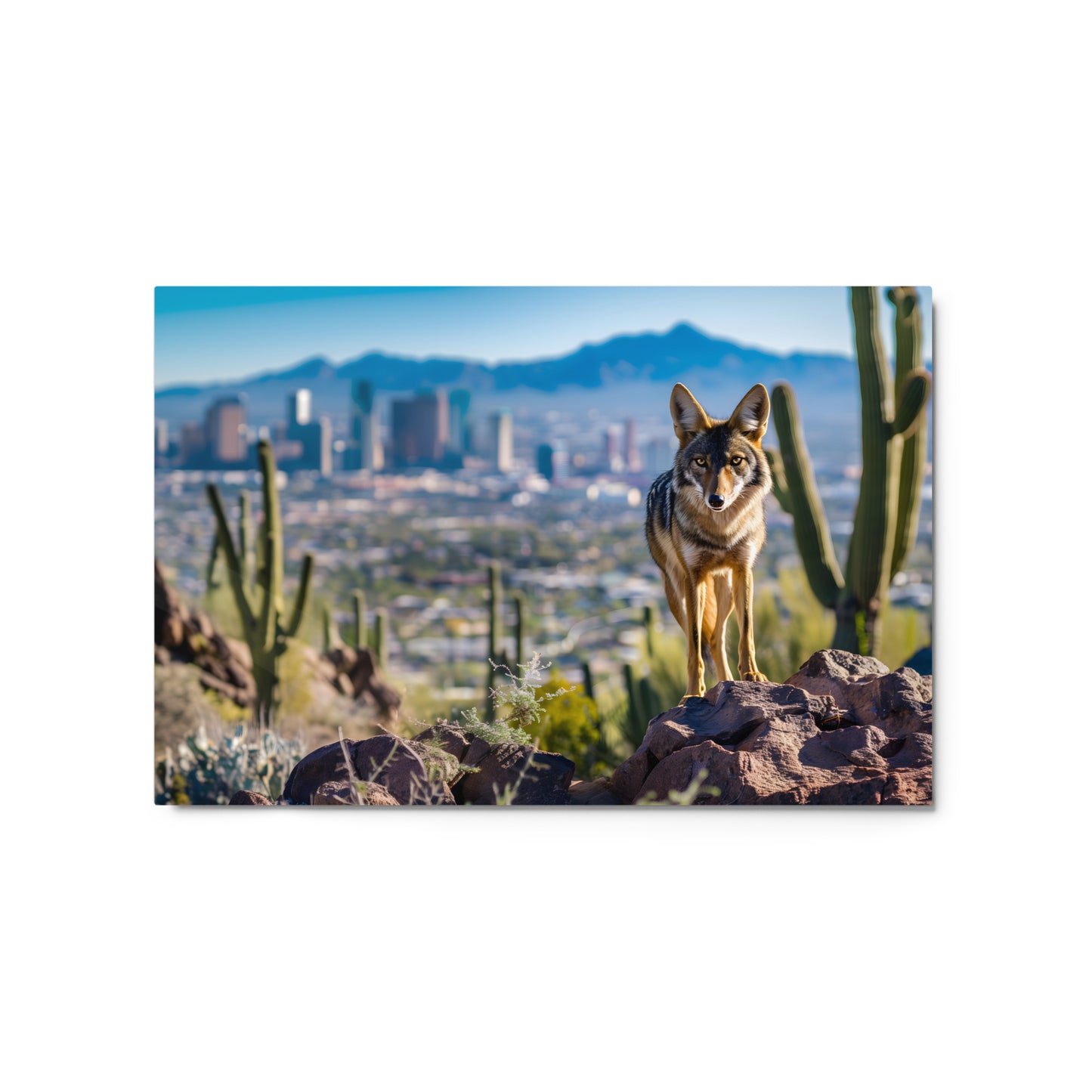 Desert Coyote Wall Art on Aluminum Frame - Urban Wilderness Décor - HighAZCreations