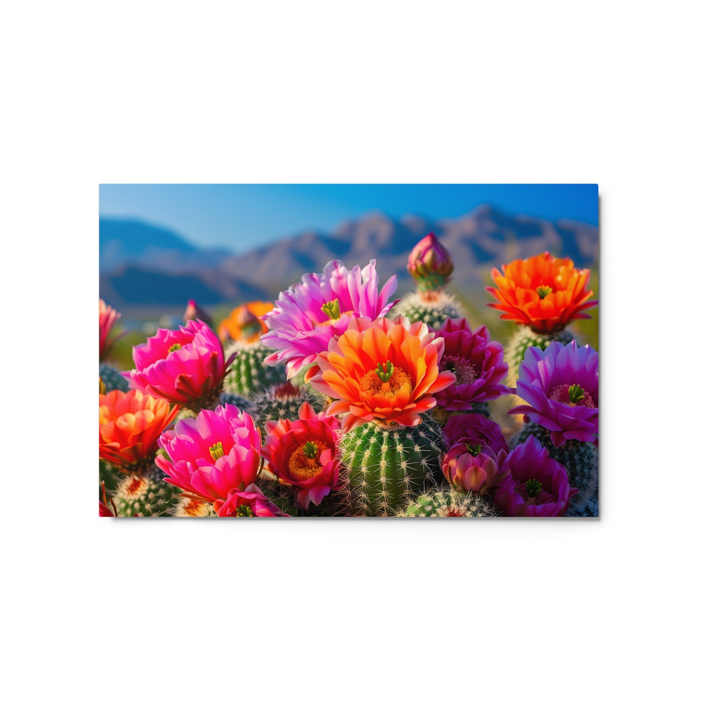 Vibrant Cactus Blossoms with Phoenix Skyline Wall Art on Aluminum Frame - HighAZCreations