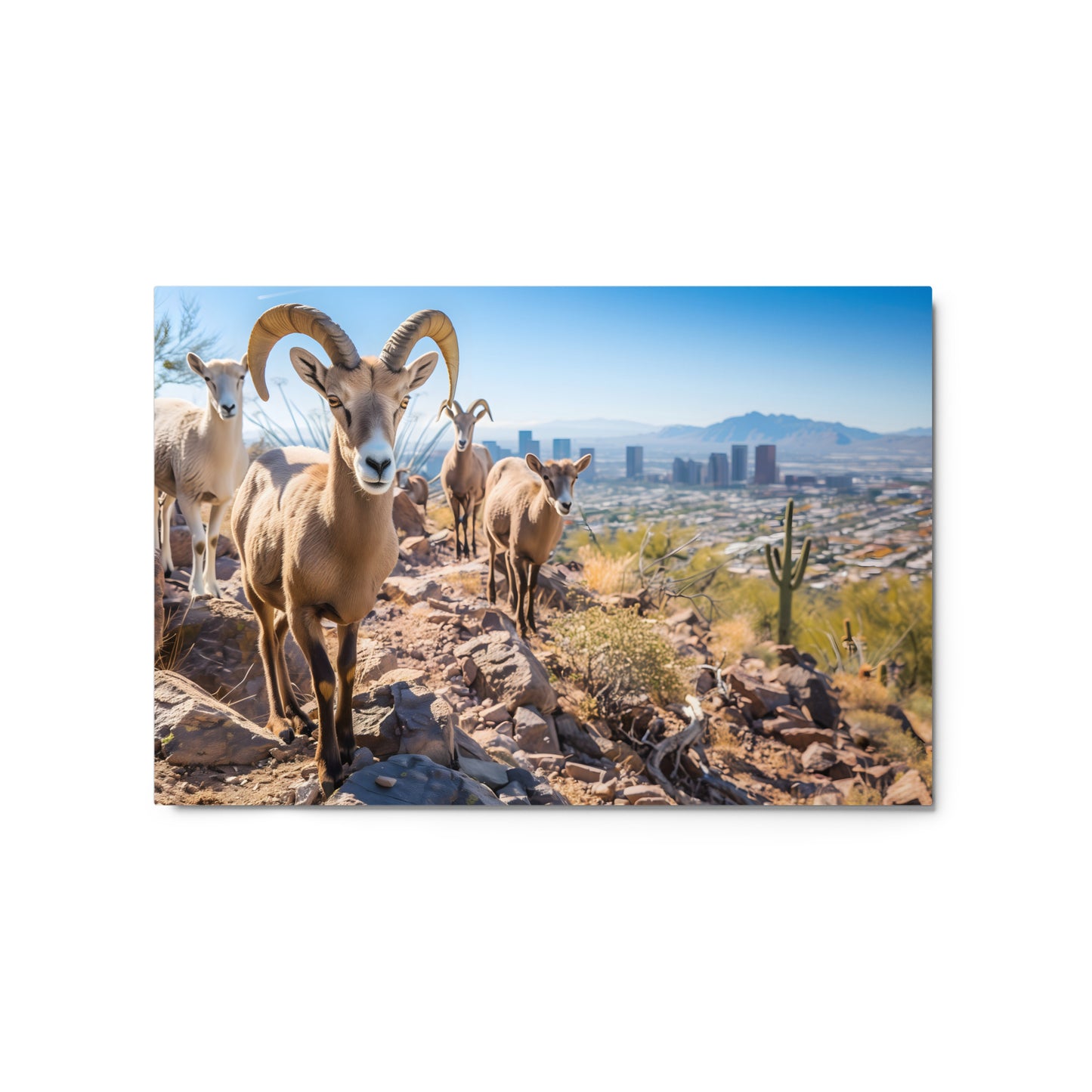 Desert Majesty - Bighorn Sheep Overlooking Cityscape Wall Art on Aluminum Frame - HighAZCreations