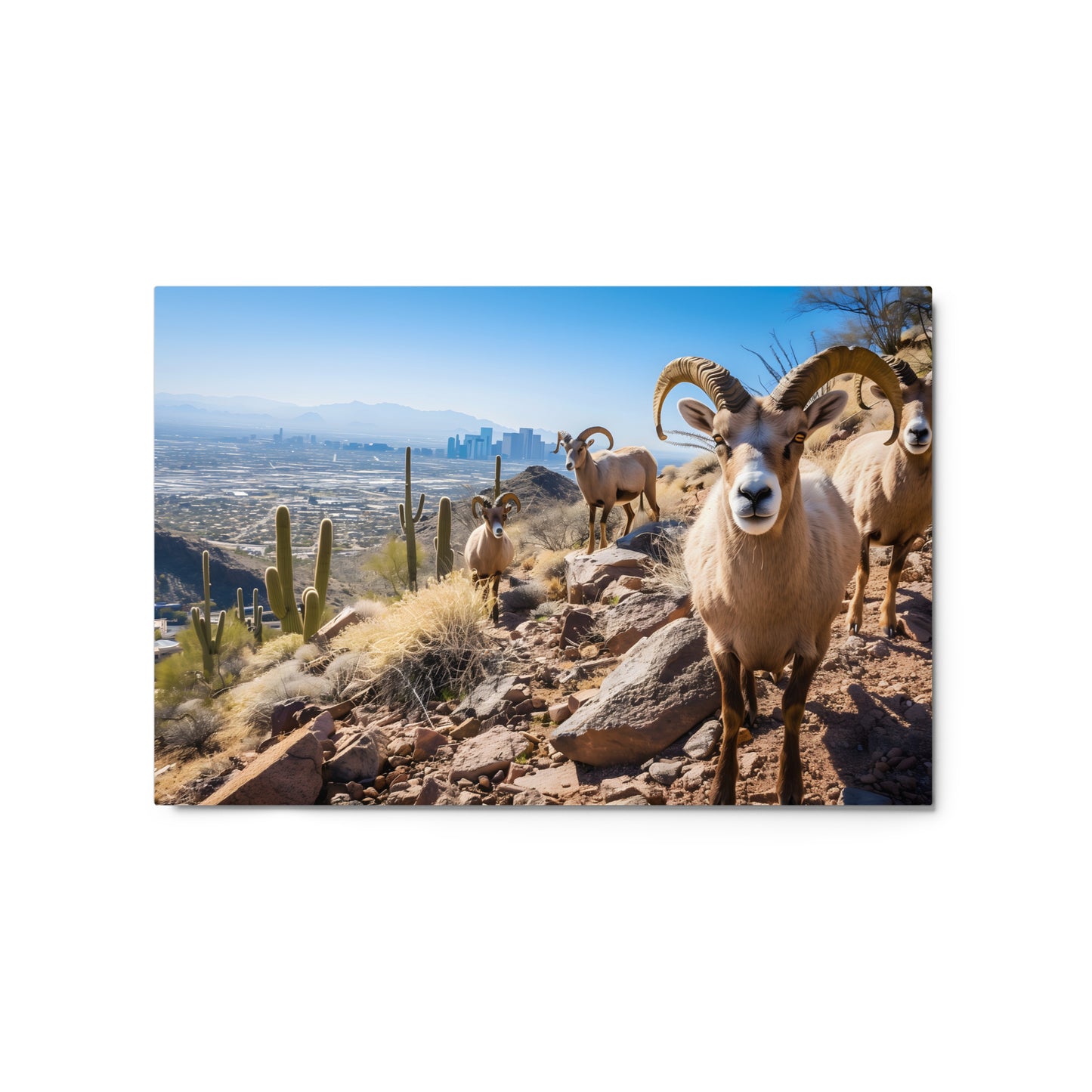 Desert Nobility - Bighorn Sheep with Urban Backdrop Wall Art on Aluminum Frame - HighAZCreations