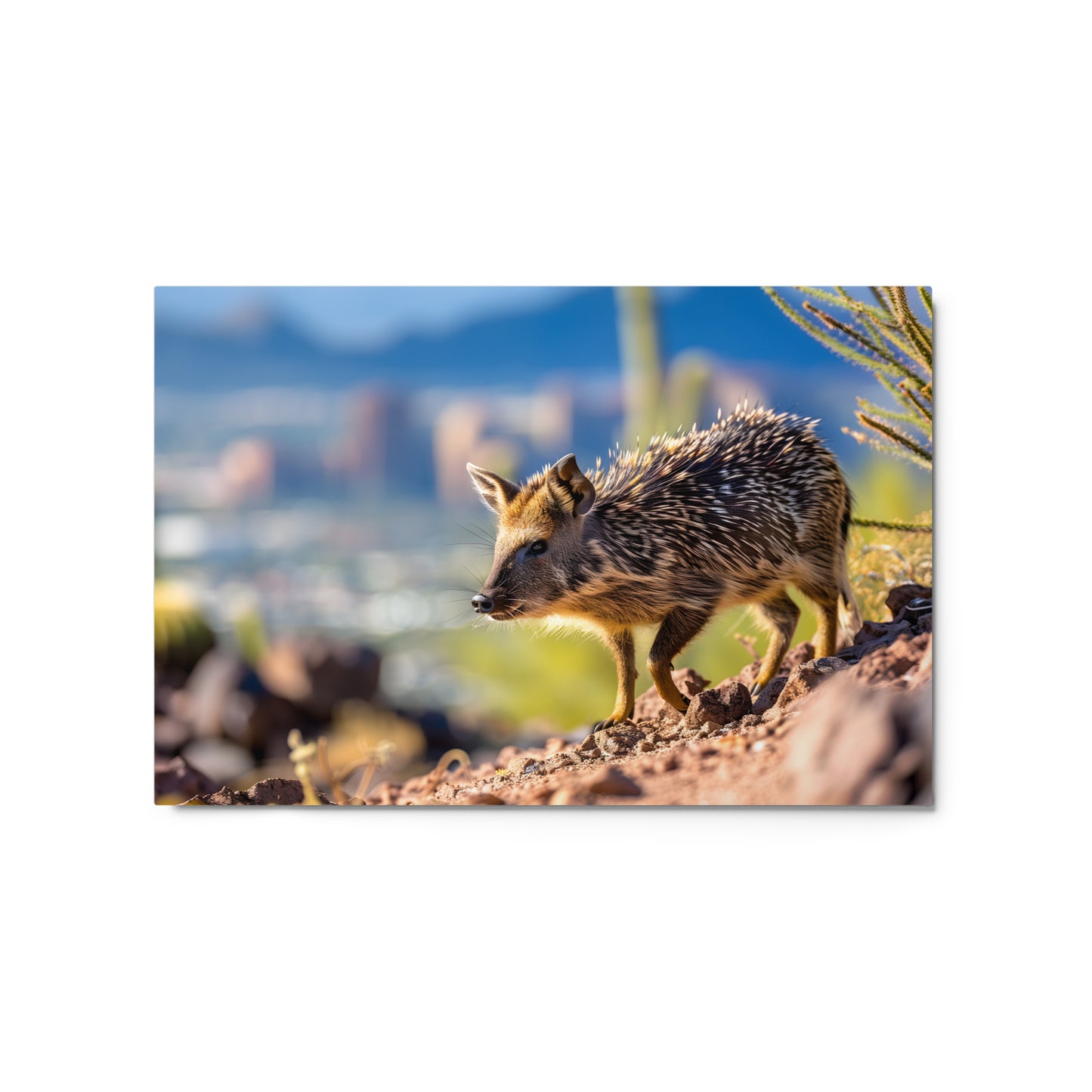 Desert Charm - Javelina Exploring Cityscape Wall Art on Aluminum Frame - HighAZCreations