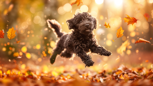 Vibrant Autumn Cockapoo Metal Aluminum Art - Colorful Vector Design