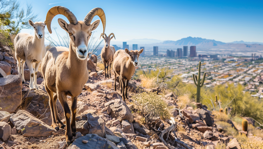 Desert Majesty - Bighorn Sheep Overlooking Cityscape Wall Art on Aluminum Frame