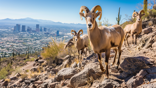 Bighorn Sheep in Arizona Landscape Wall Art on Aluminum Fram