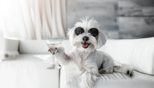 Cocktail Hour - Maltese Dog with Martini on Aluminum Metal Frame