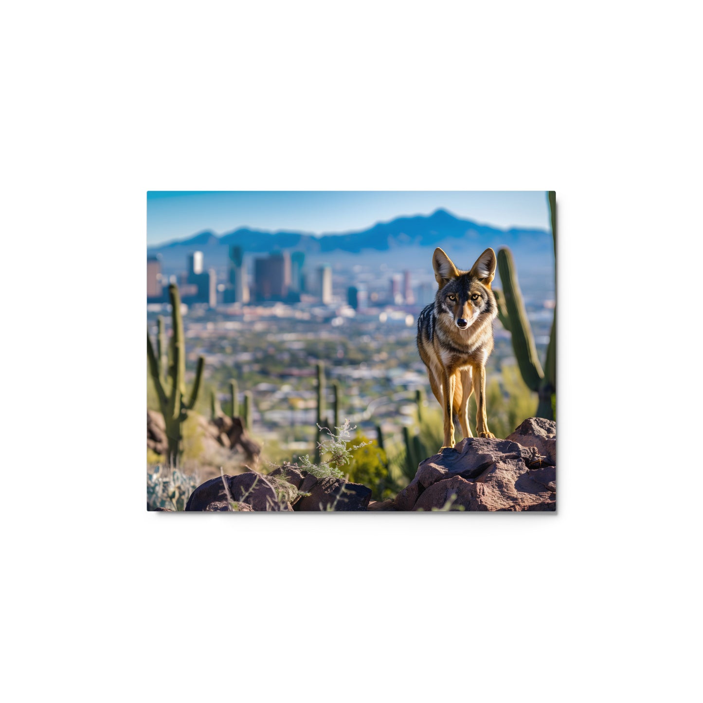 Desert Coyote Wall Art on Aluminum Frame - Urban Wilderness Décor