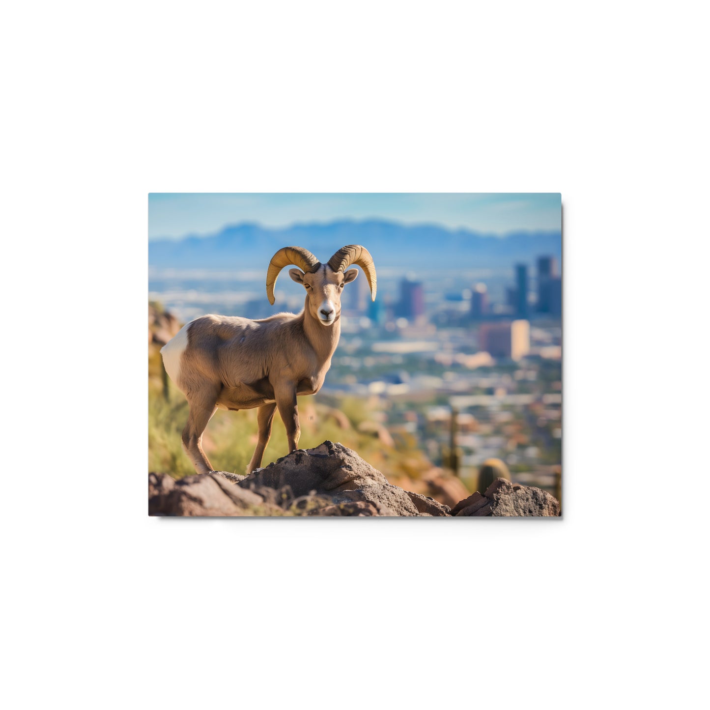 Bighorn Sheep Urban Desert Wall Art on Aluminum Frame - Arizona Wildlife Décor