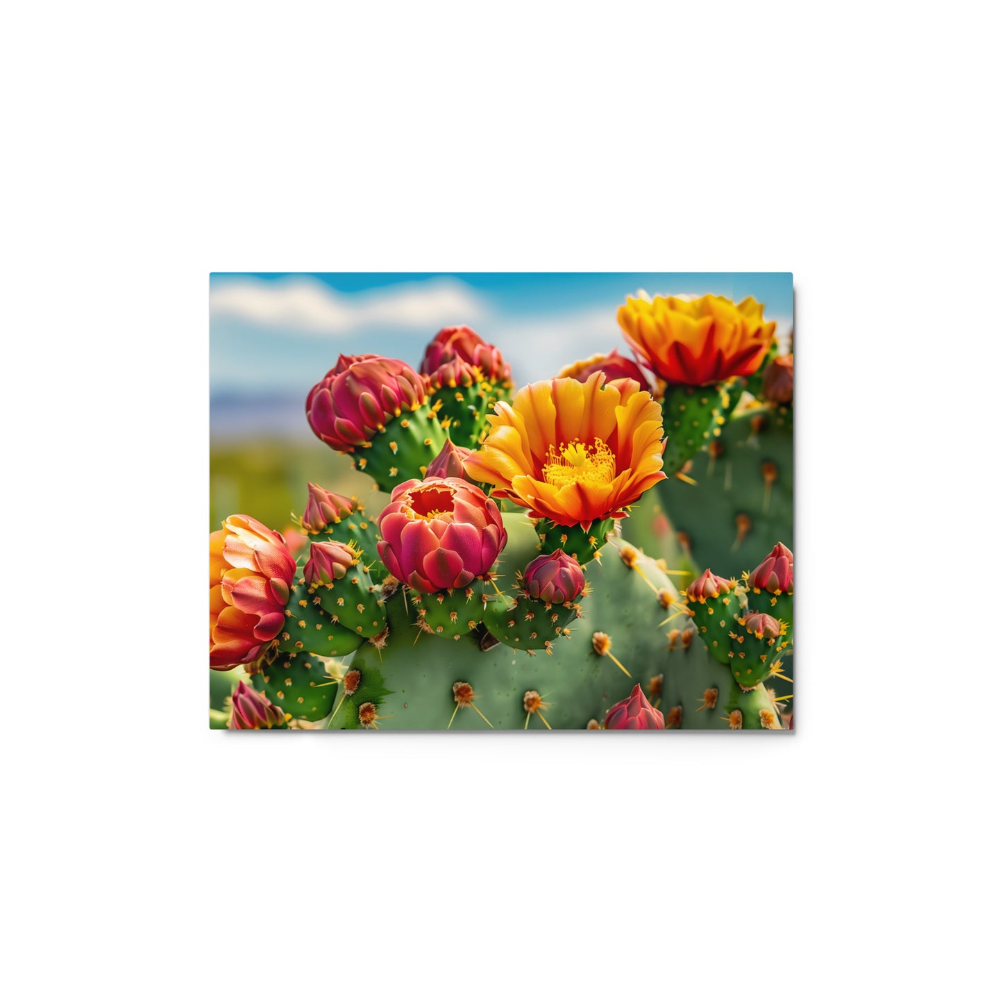 Blooming Cacti and Phoenix Skyline Wall Art on Aluminum Frame