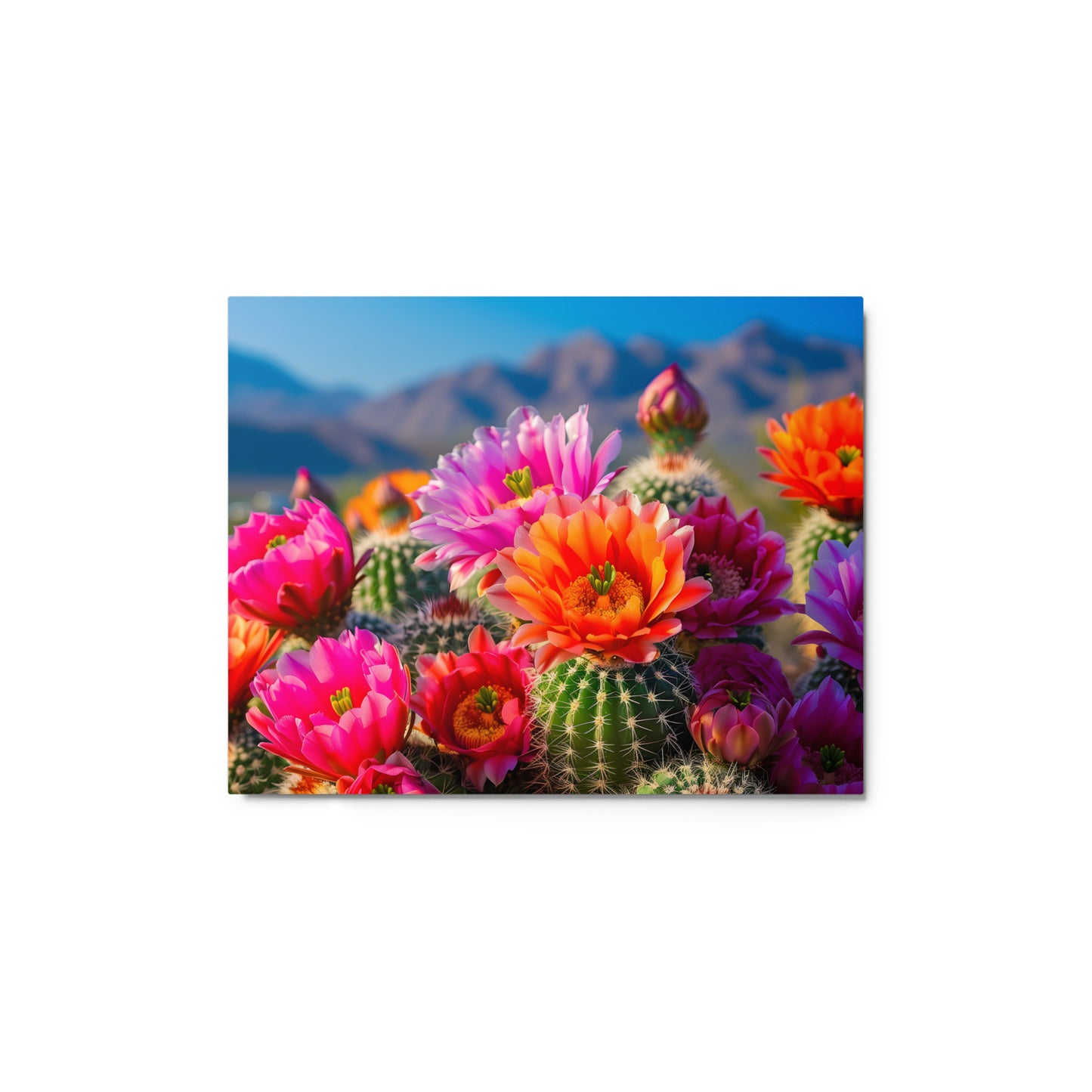 Vibrant Cactus Blossoms with Phoenix Skyline Wall Art on Aluminum Frame