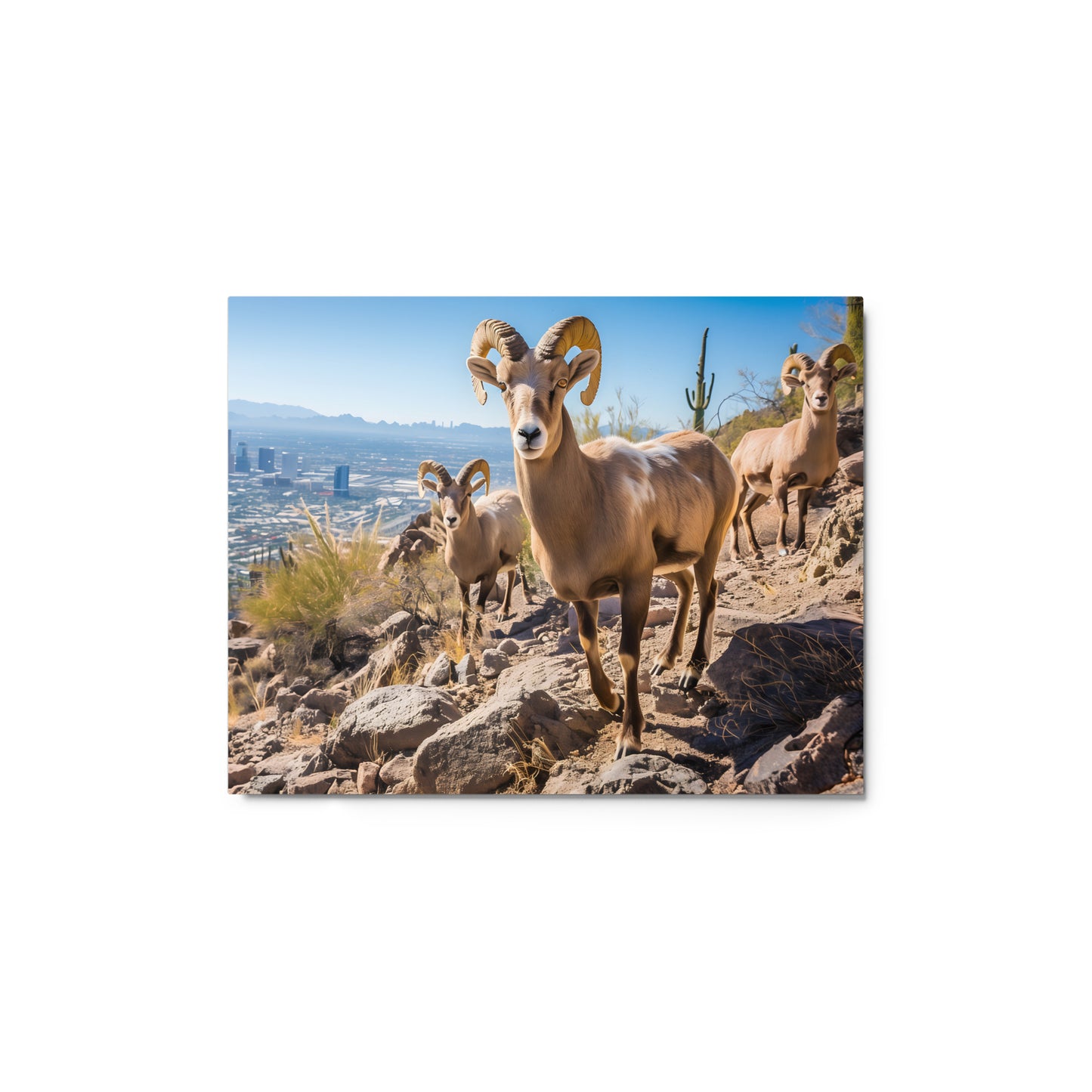 Bighorn Sheep in Arizona Landscape Wall Art on Aluminum Fram