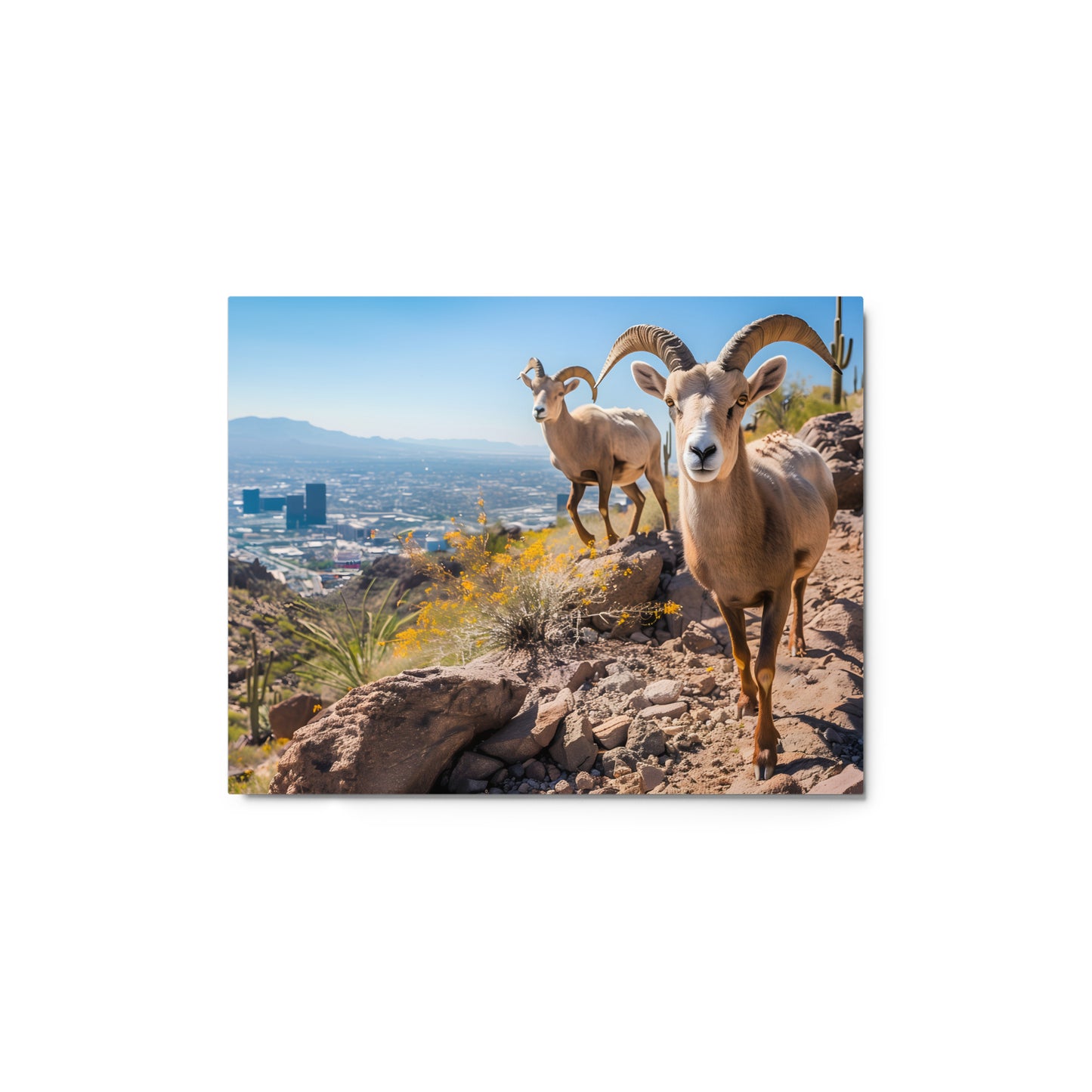 Wild Desert Elegance - Bighorn Sheep in Arizona Wall Art on Aluminum Frame