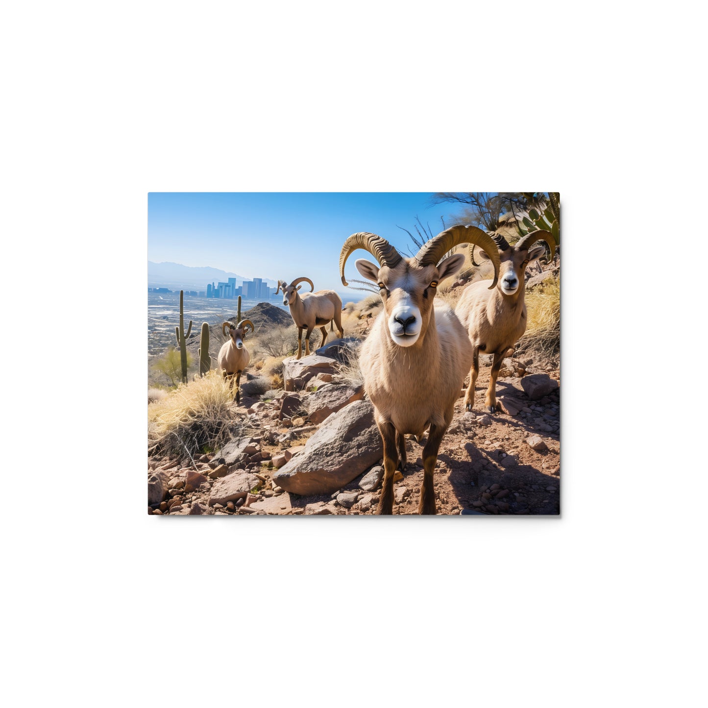 Desert Nobility - Bighorn Sheep with Urban Backdrop Wall Art on Aluminum Frame