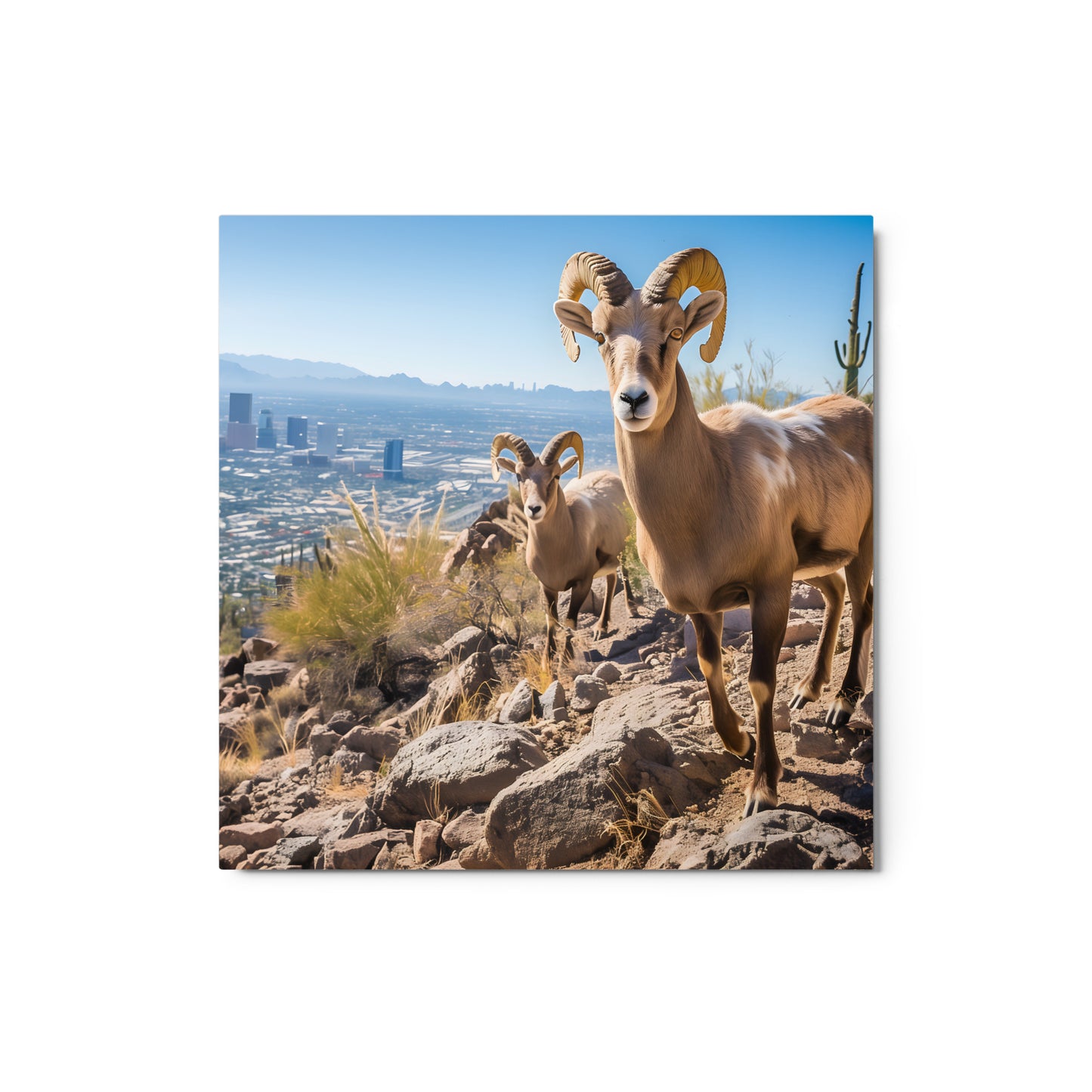 Bighorn Sheep in Arizona Landscape Wall Art on Aluminum Fram