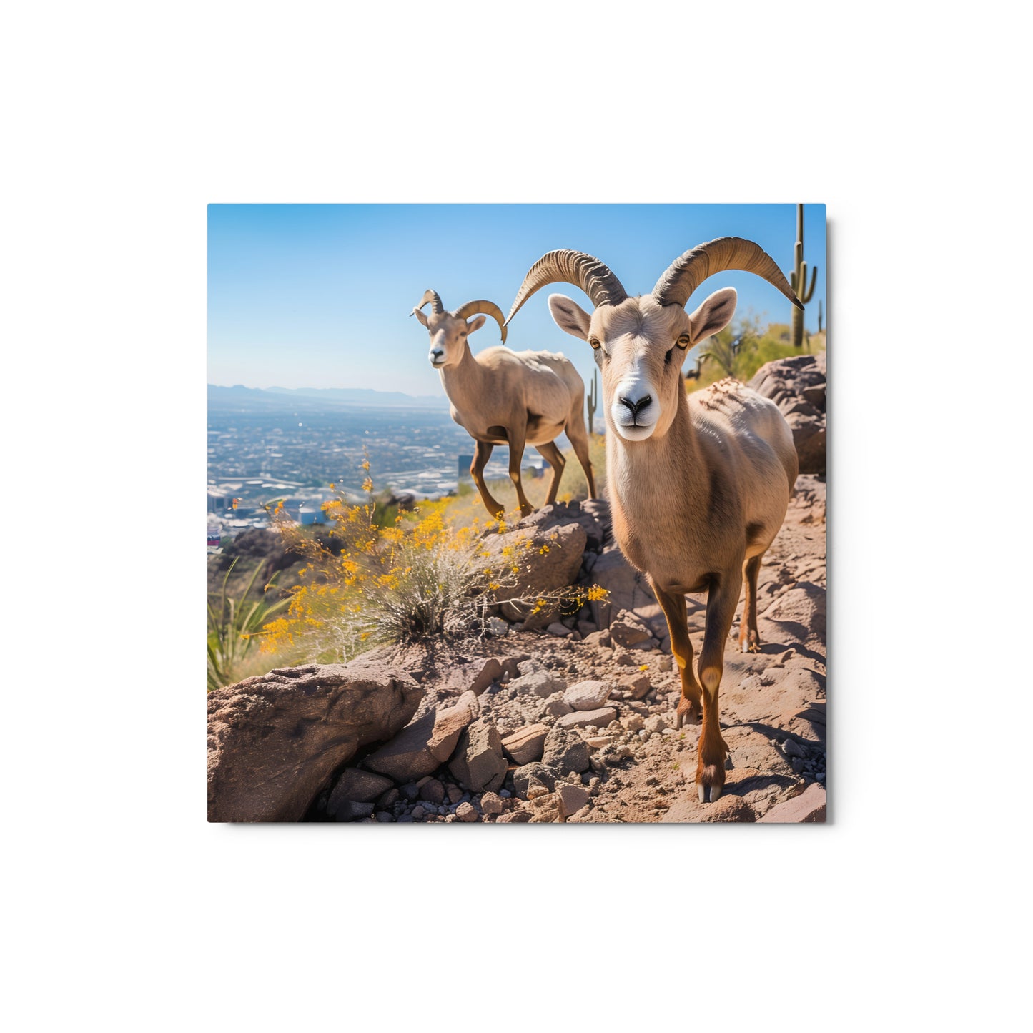 Wild Desert Elegance - Bighorn Sheep in Arizona Wall Art on Aluminum Frame