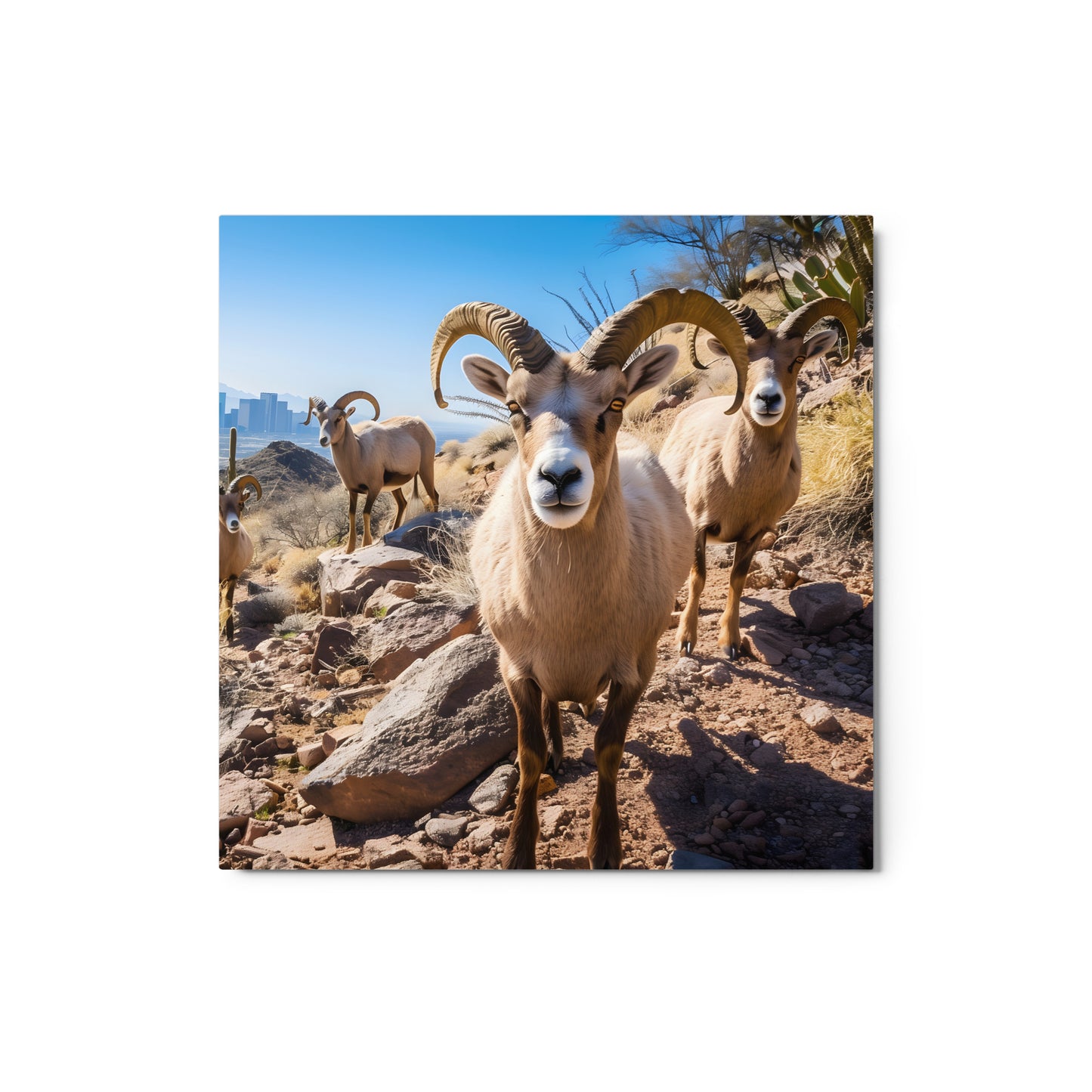 Desert Nobility - Bighorn Sheep with Urban Backdrop Wall Art on Aluminum Frame