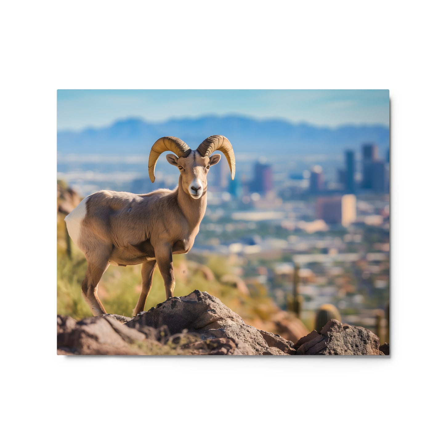 Bighorn Sheep Urban Desert Wall Art on Aluminum Frame - Arizona Wildlife Décor