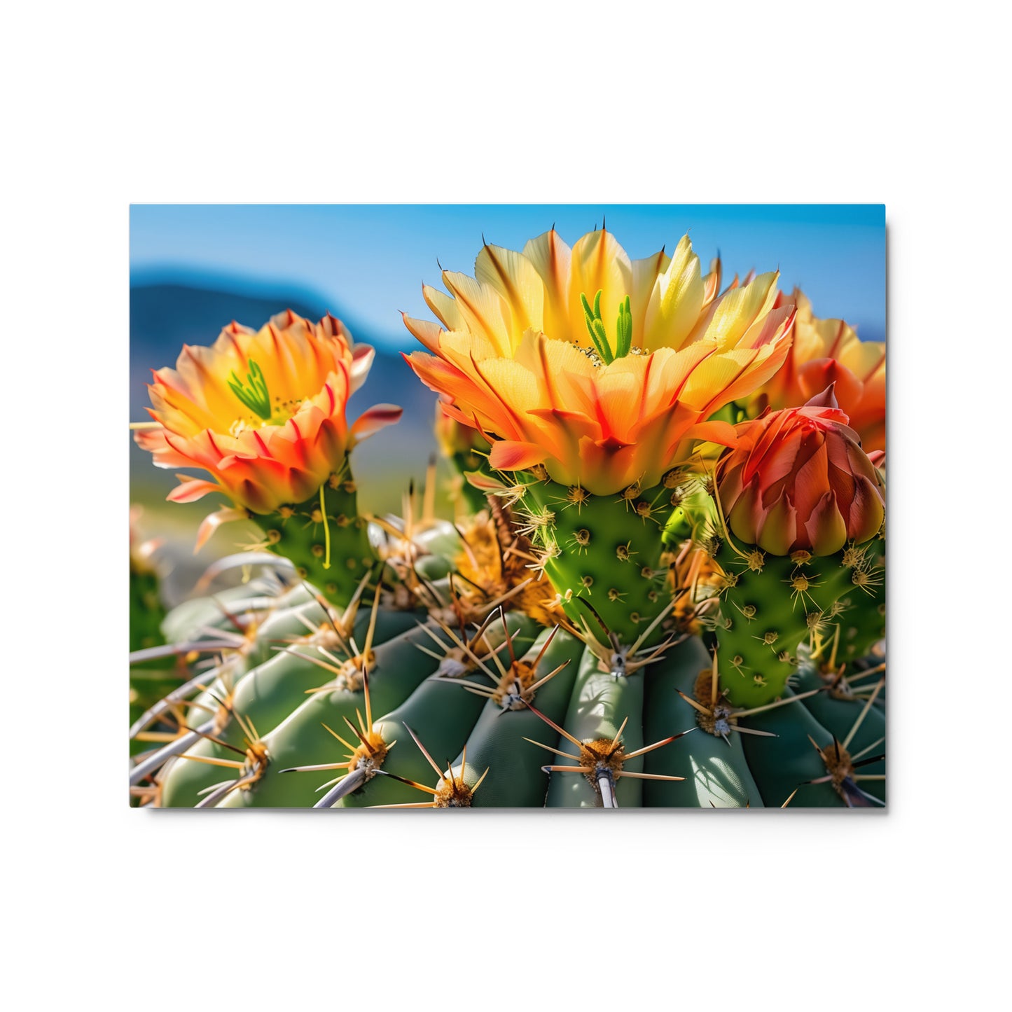 Blooming Prickly Pear Cactus Flowers with Arizona Skyline Wall Art on Aluminum Frame