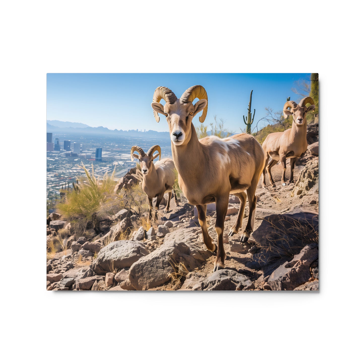 Bighorn Sheep in Arizona Landscape Wall Art on Aluminum Fram