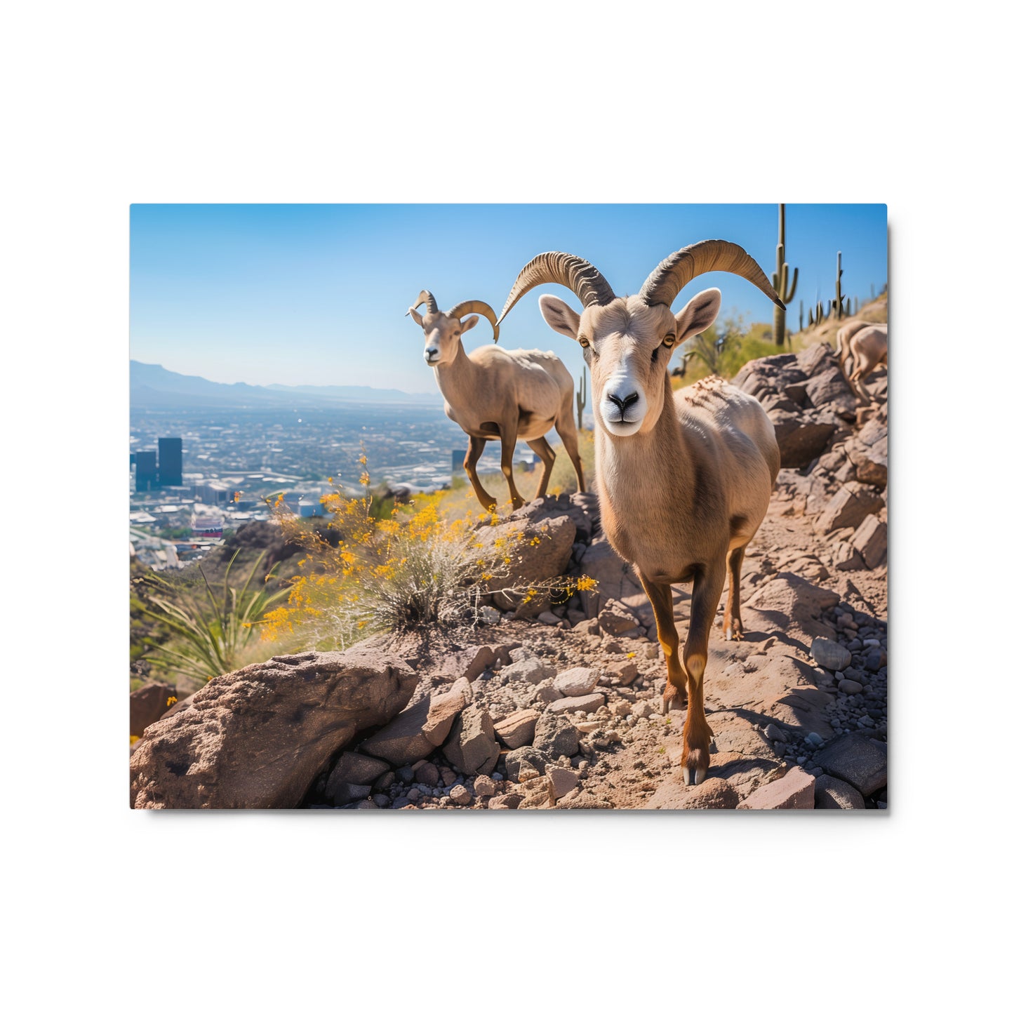 Wild Desert Elegance - Bighorn Sheep in Arizona Wall Art on Aluminum Frame