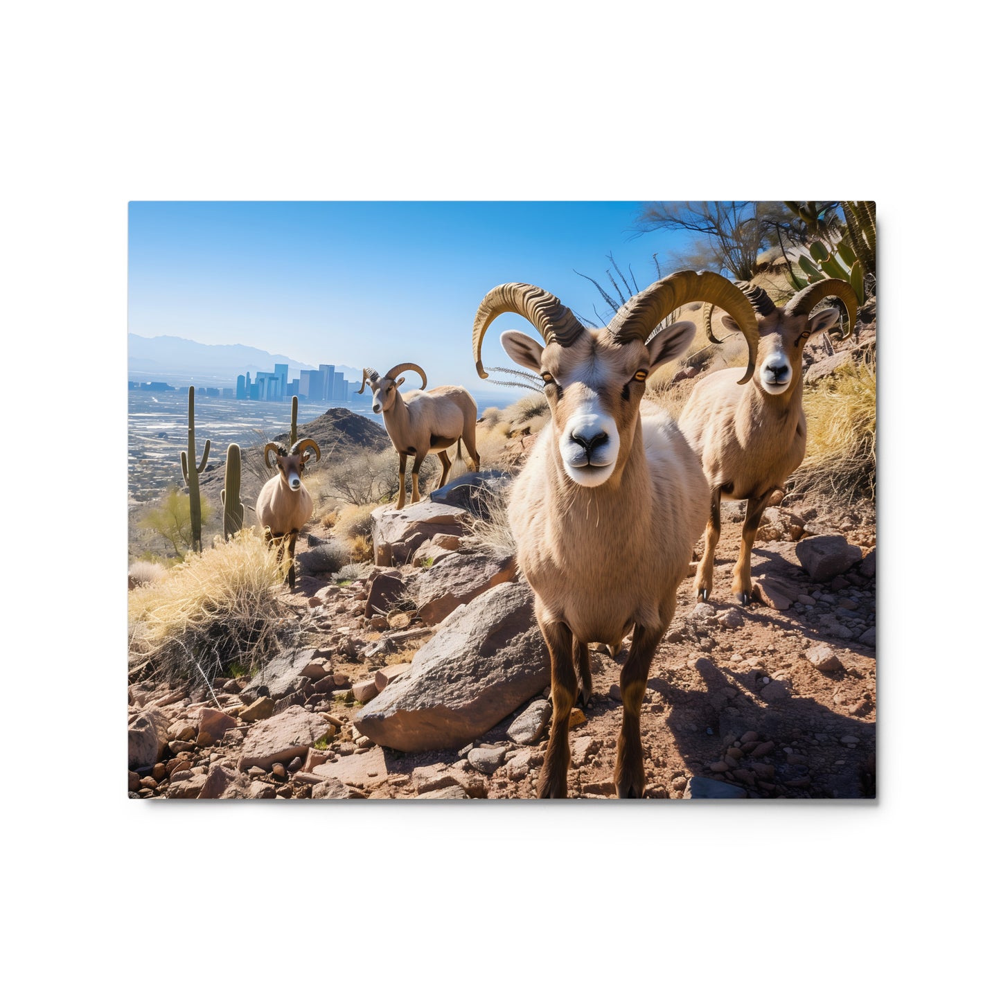 Desert Nobility - Bighorn Sheep with Urban Backdrop Wall Art on Aluminum Frame