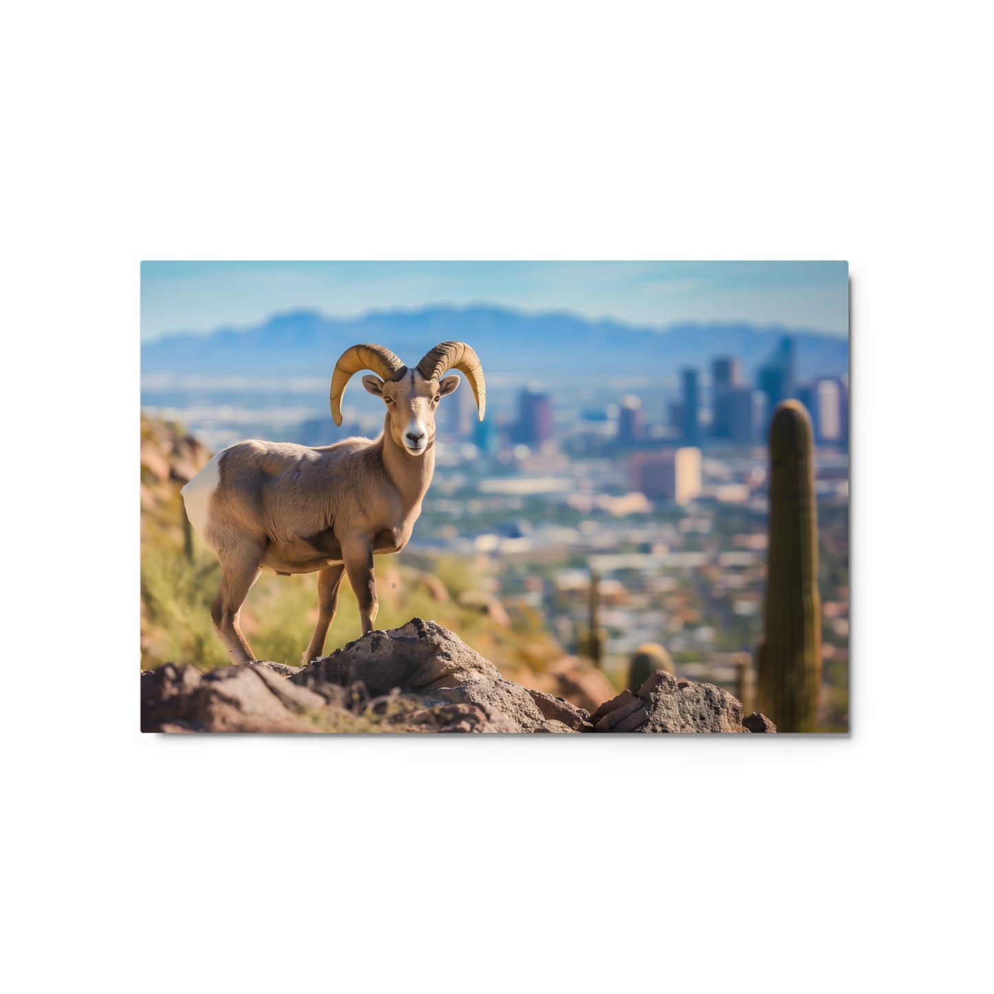 Bighorn Sheep Urban Desert Wall Art on Aluminum Frame - Arizona Wildlife Décor