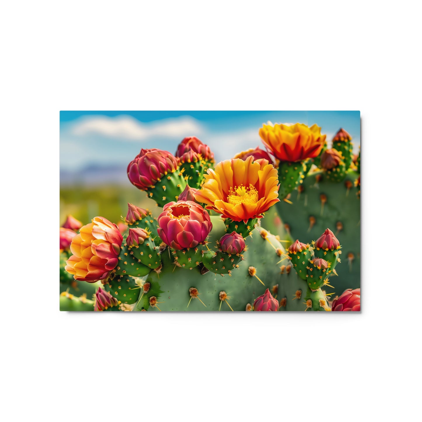 Blooming Cacti and Phoenix Skyline Wall Art on Aluminum Frame