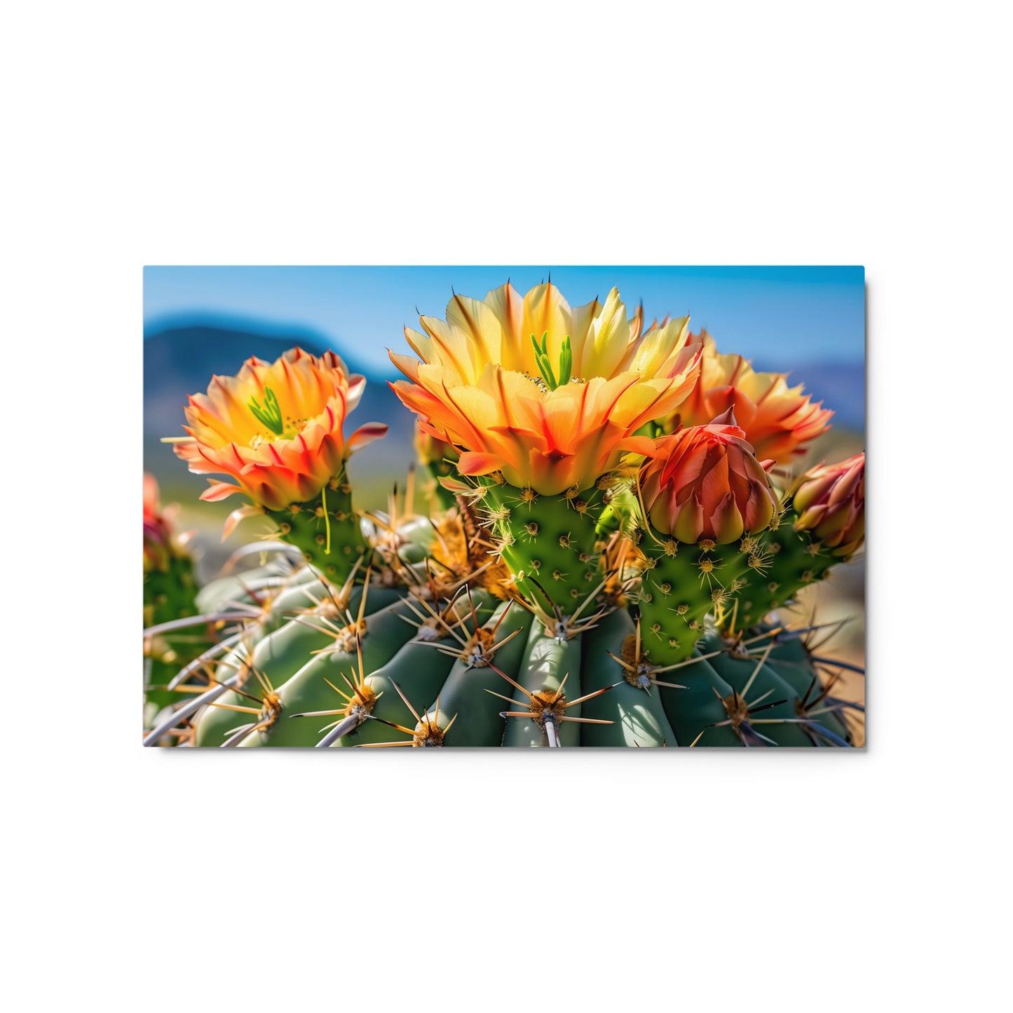 Blooming Prickly Pear Cactus Flowers with Arizona Skyline Wall Art on Aluminum Frame