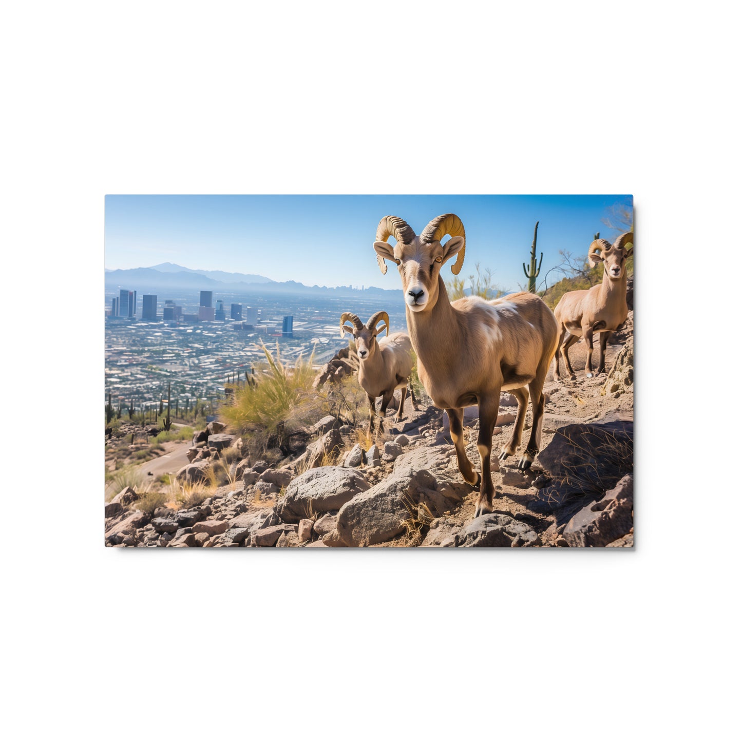 Bighorn Sheep in Arizona Landscape Wall Art on Aluminum Fram