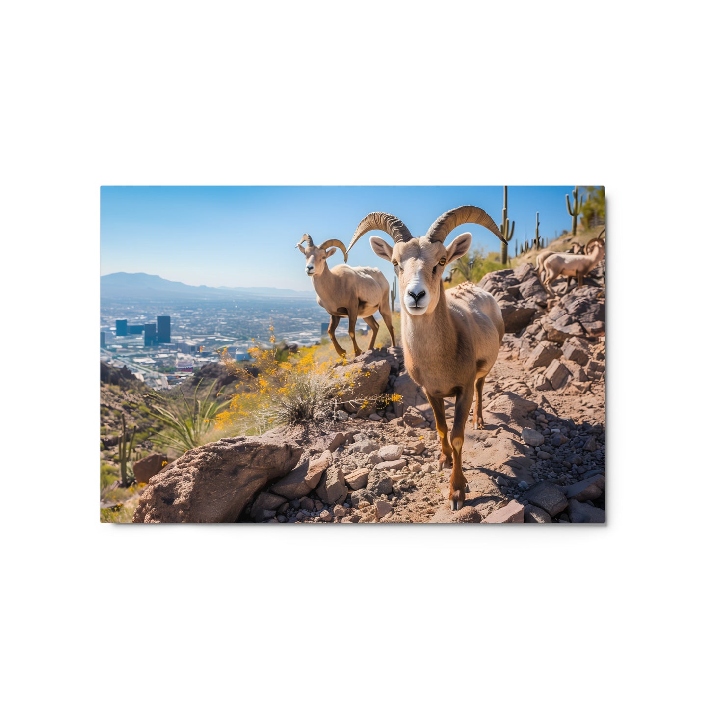 Wild Desert Elegance - Bighorn Sheep in Arizona Wall Art on Aluminum Frame