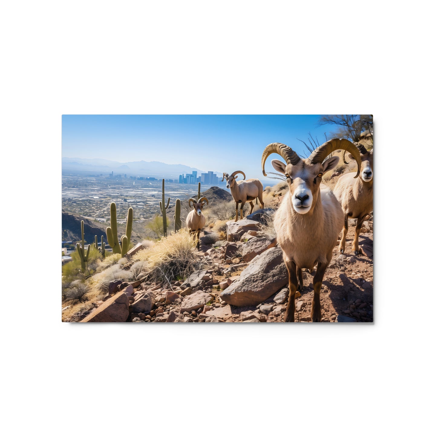 Desert Nobility - Bighorn Sheep with Urban Backdrop Wall Art on Aluminum Frame