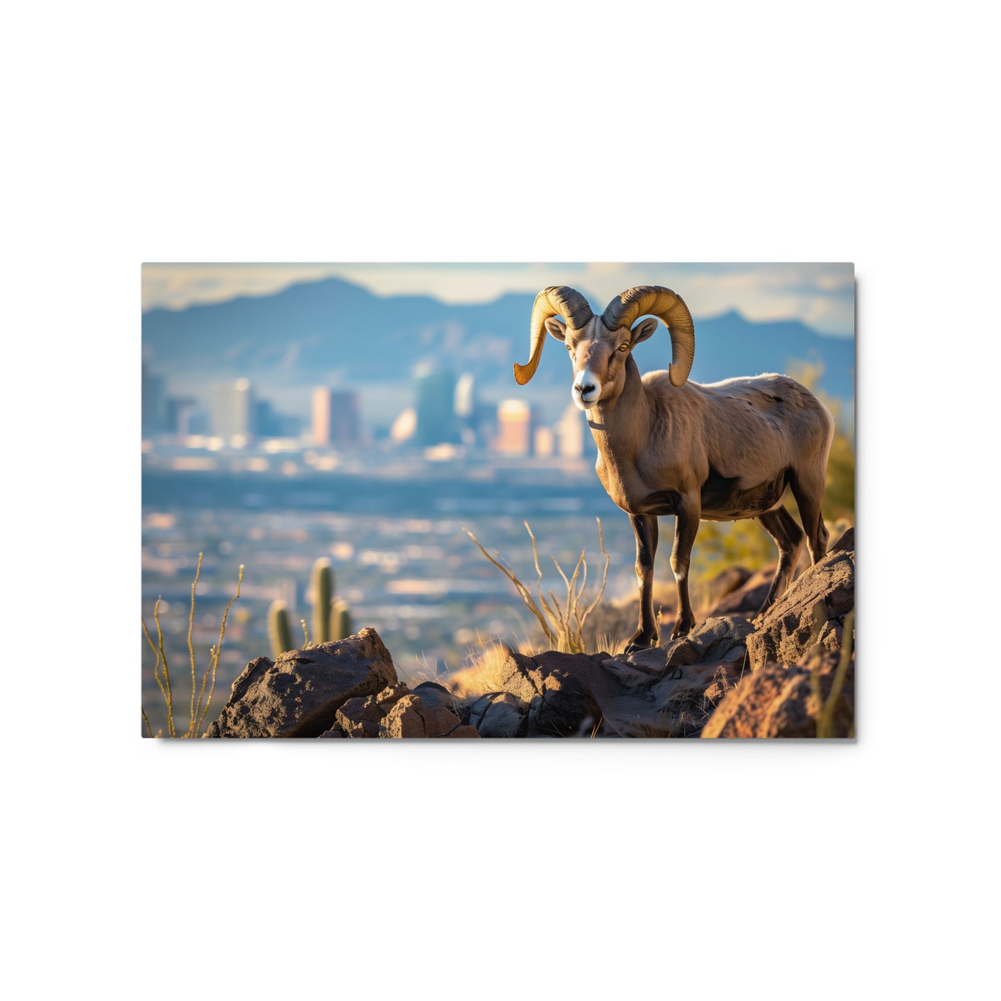 Desert King - Bighorn Sheep with City Skyline Wall Art on Aluminum Frame