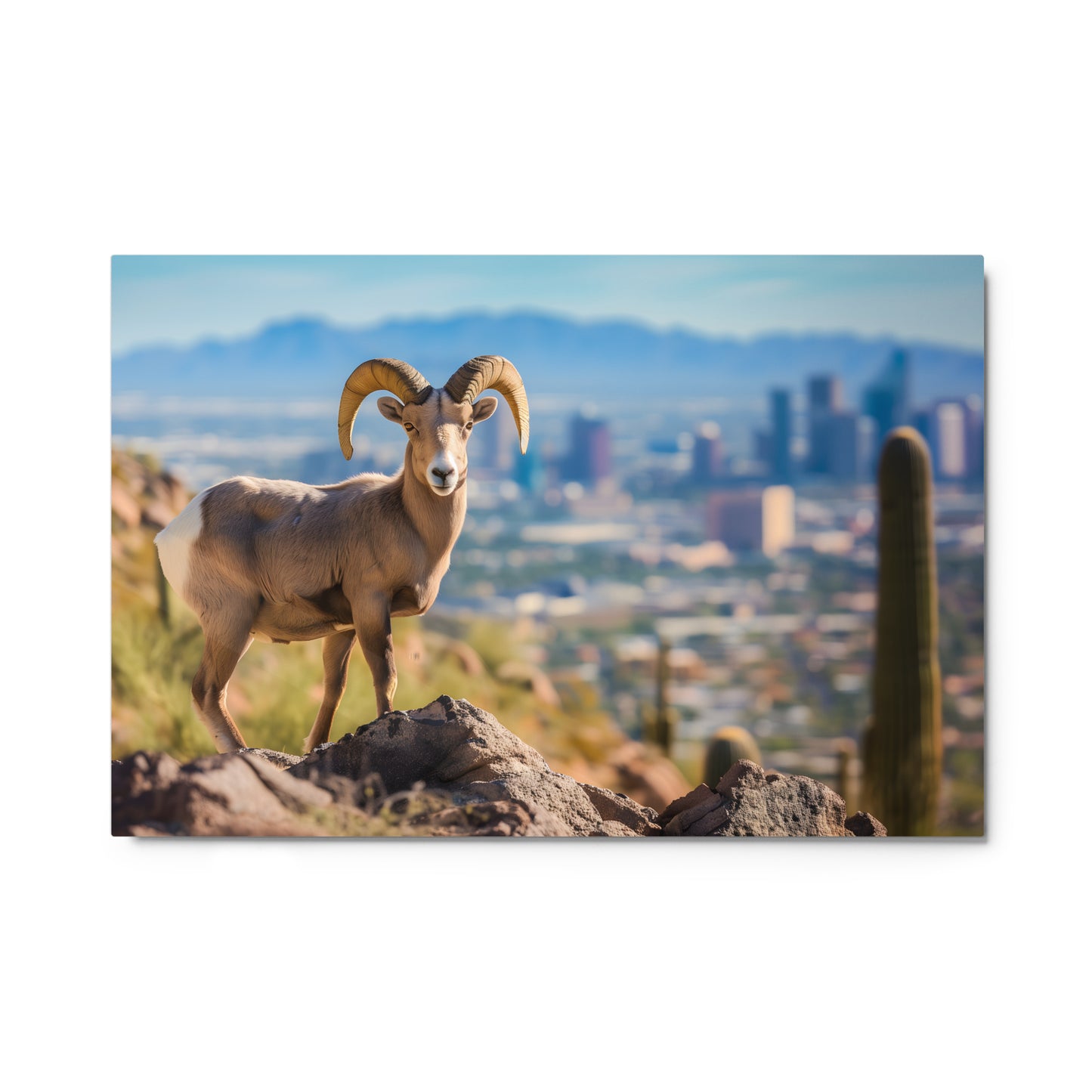 Bighorn Sheep Urban Desert Wall Art on Aluminum Frame - Arizona Wildlife Décor