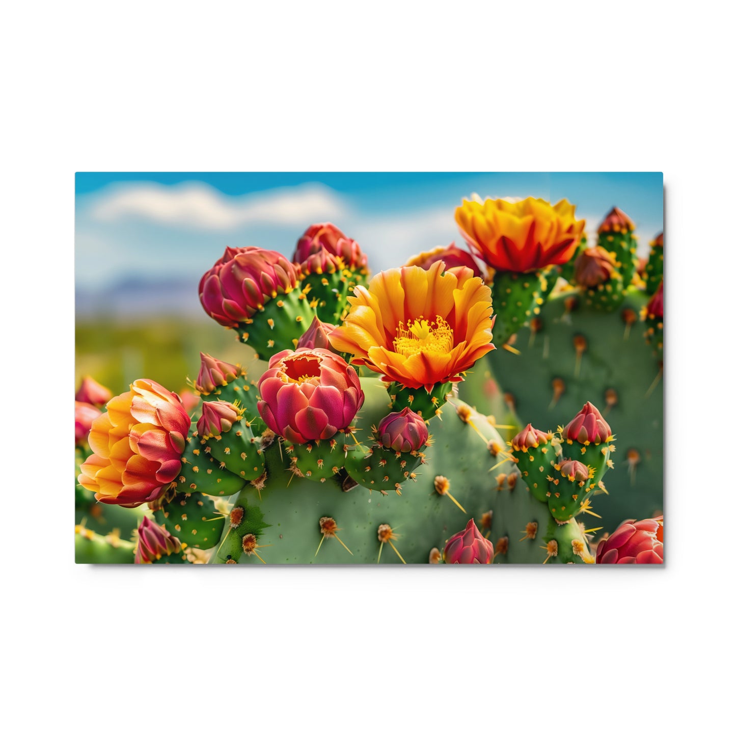 Blooming Cacti and Phoenix Skyline Wall Art on Aluminum Frame