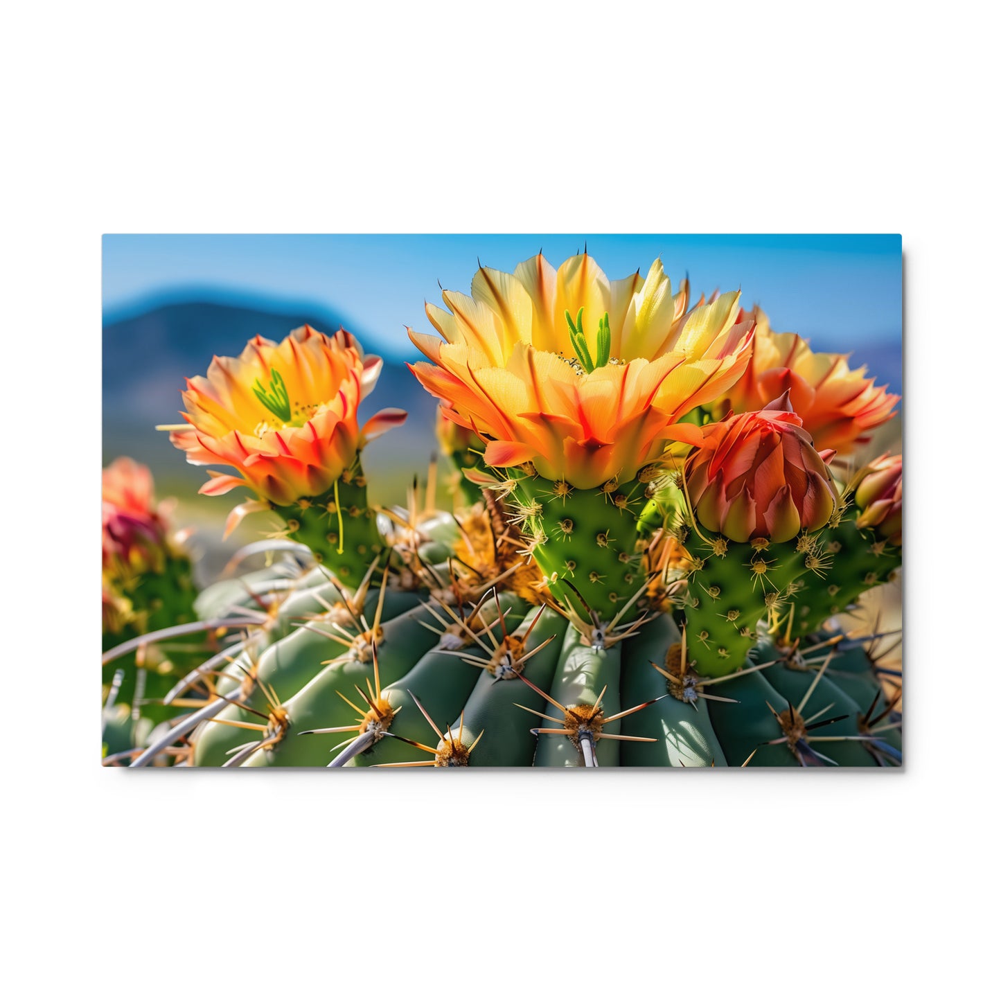 Blooming Prickly Pear Cactus Flowers with Arizona Skyline Wall Art on Aluminum Frame