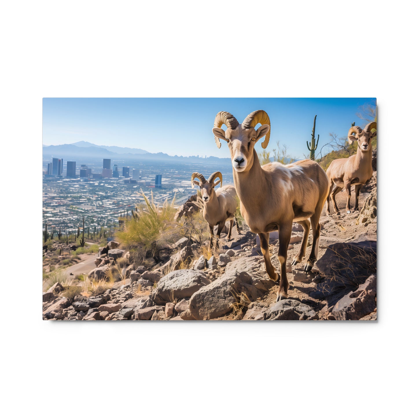 Bighorn Sheep in Arizona Landscape Wall Art on Aluminum Fram