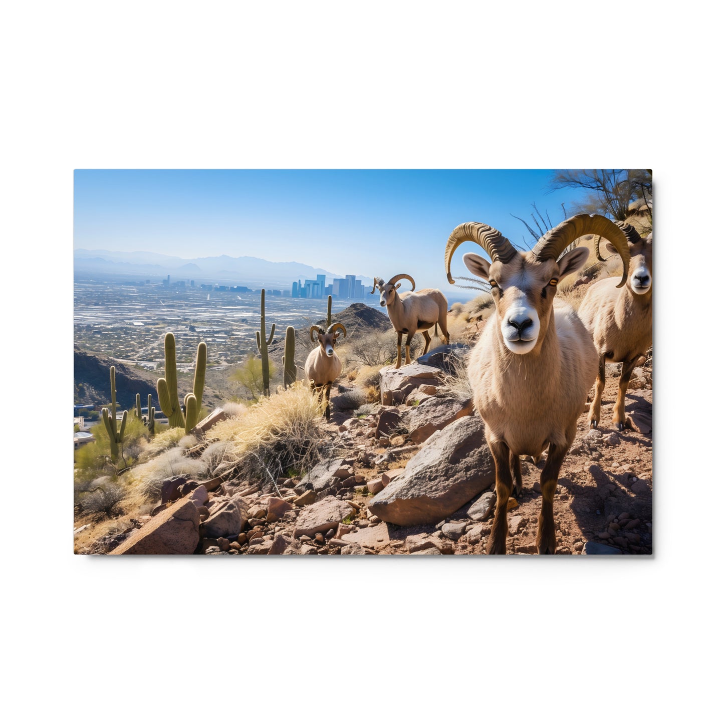 Desert Nobility - Bighorn Sheep with Urban Backdrop Wall Art on Aluminum Frame