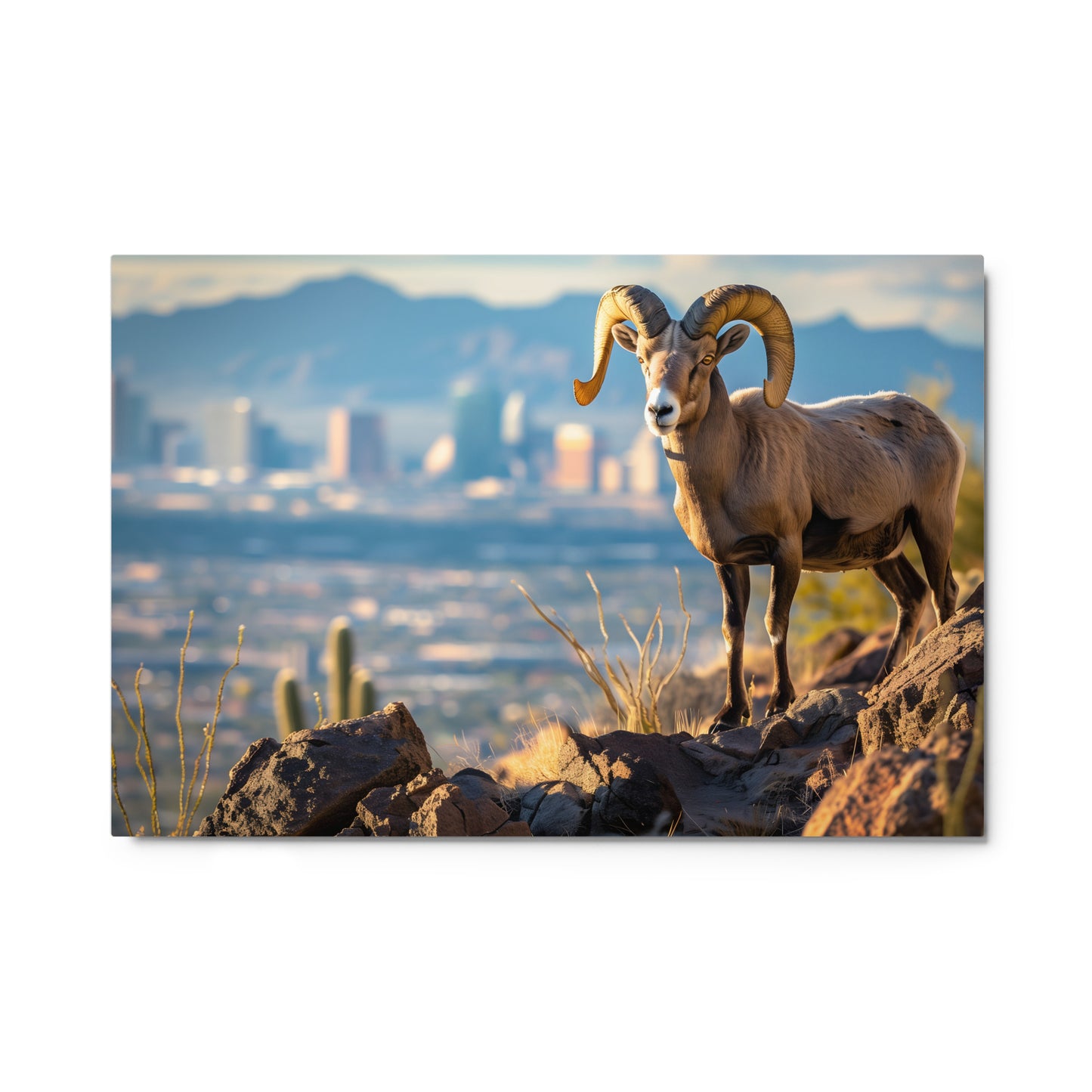 Desert King - Bighorn Sheep with City Skyline Wall Art on Aluminum Frame