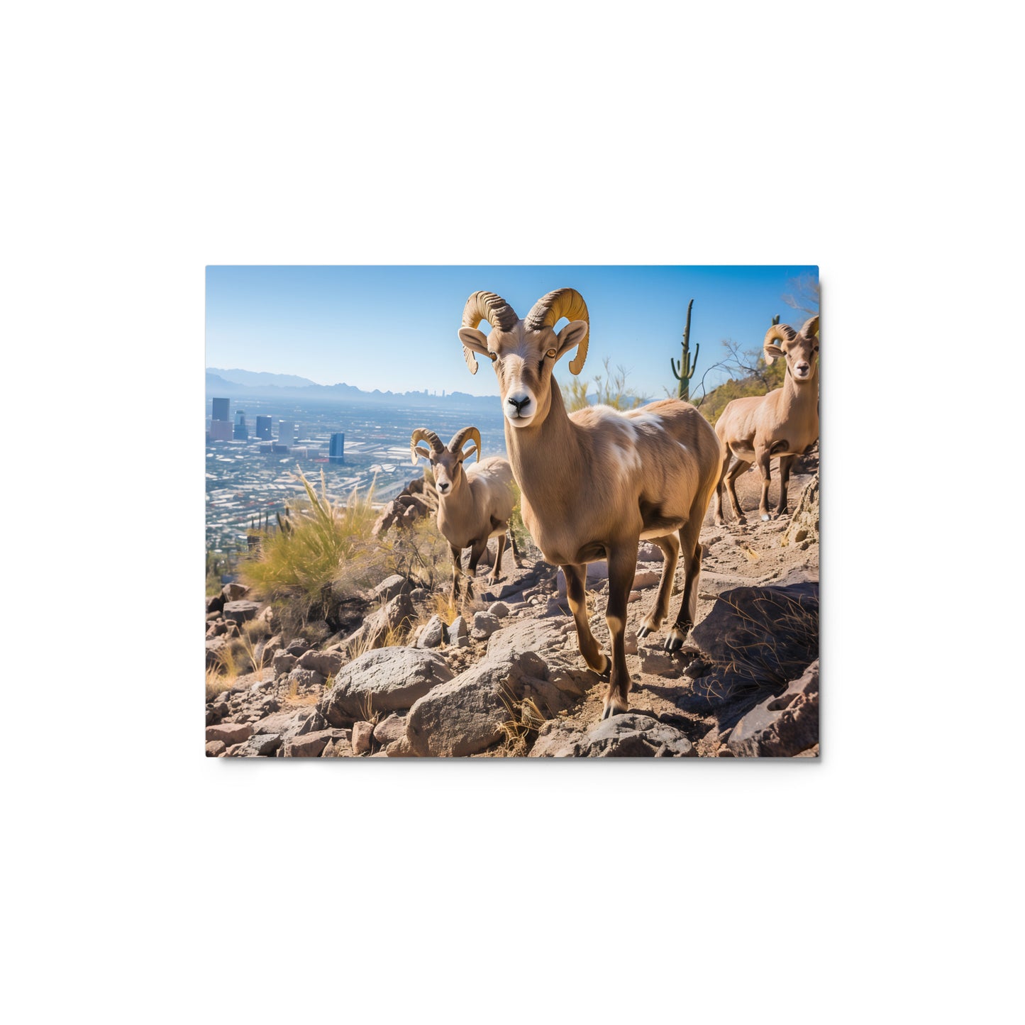 Bighorn Sheep in Arizona Landscape Wall Art on Aluminum Fram