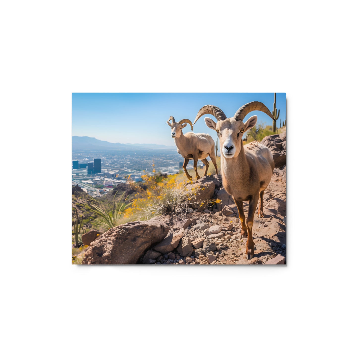 Wild Desert Elegance - Bighorn Sheep in Arizona Wall Art on Aluminum Frame