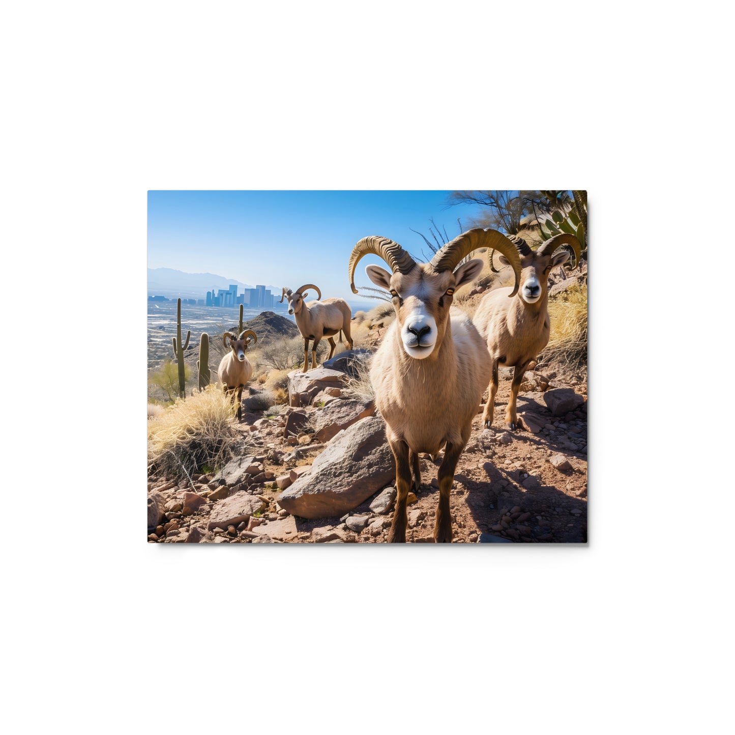 Desert Nobility - Bighorn Sheep with Urban Backdrop Wall Art on Aluminum Frame